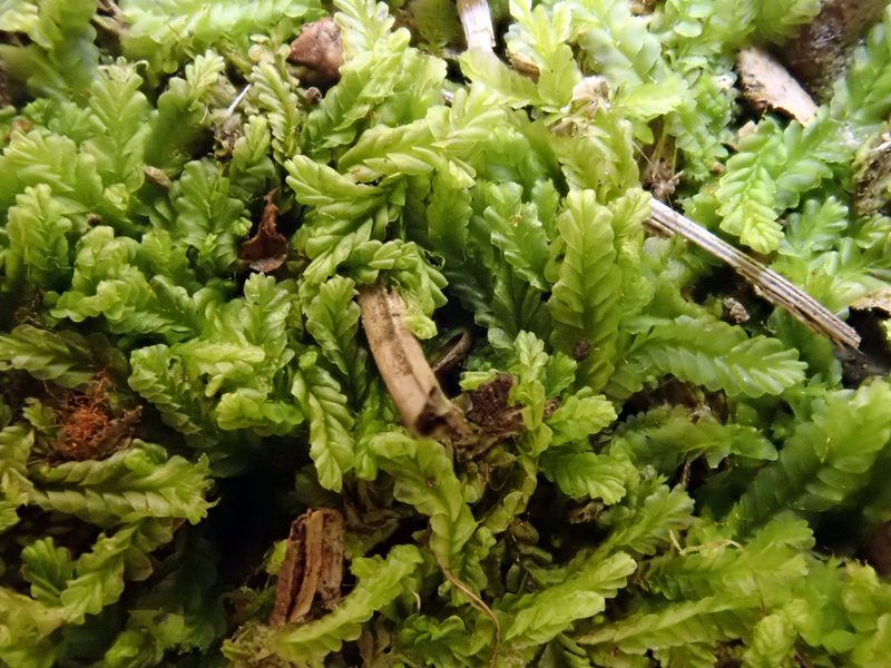 Lophocolea semiteres, photographed by Peter de Lange