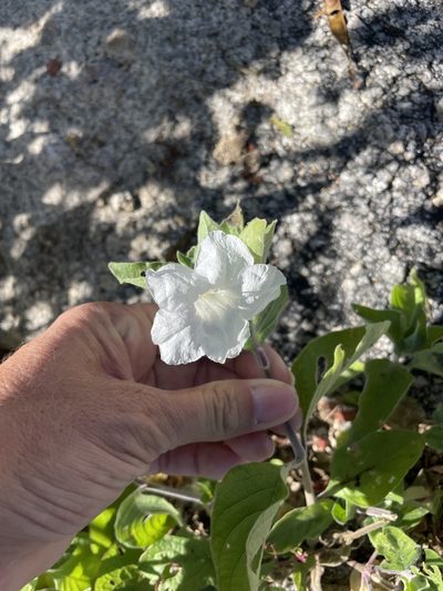 Ruellia leucantha, photographed by Sula Vanderplank