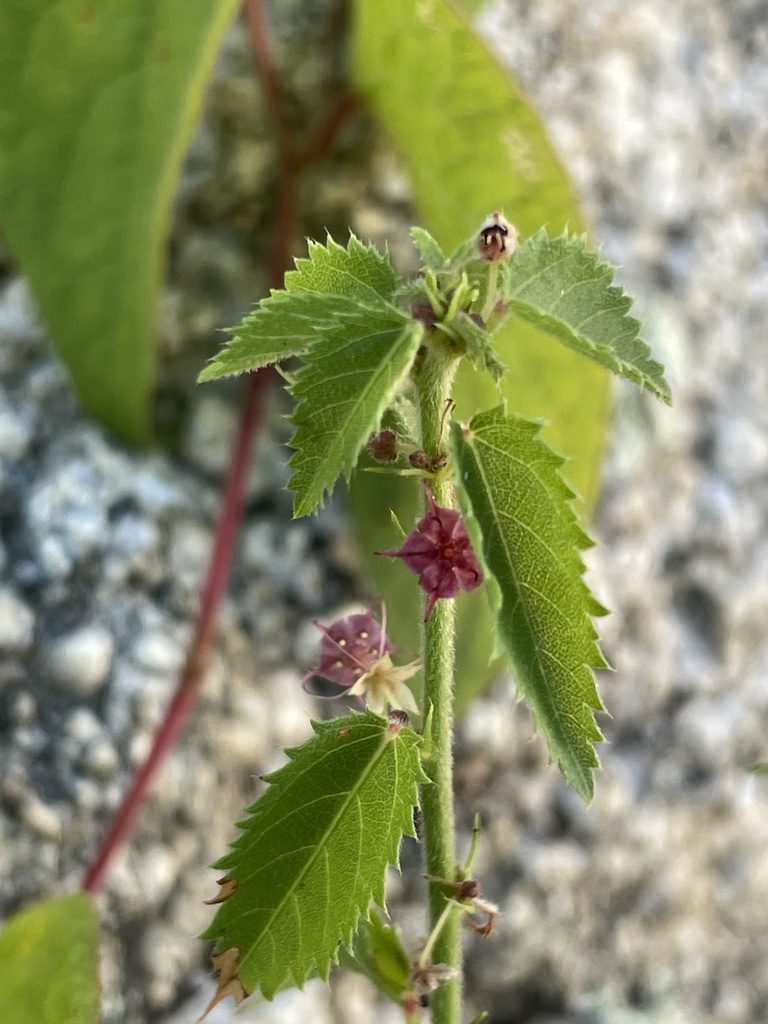 Ayenia peninsularis, photographed by Sula Vanderplank