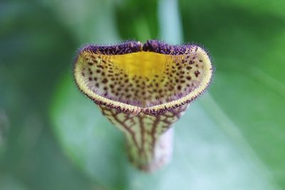 Aristolochia triangularis, photographed by Frank Thomas Sautter