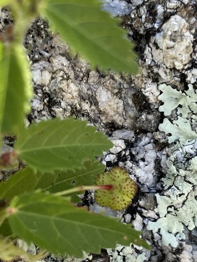 Ayenia peninsularis, photographed by Sula Vanderplank