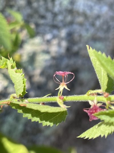 Ayenia peninsularis, photographed by Sula Vanderplank