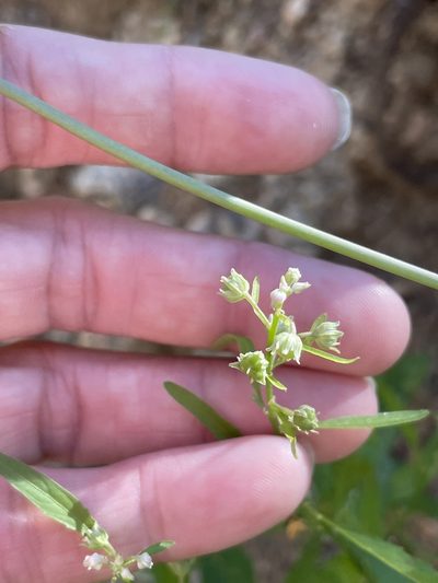 Hybanthus fruticulosus, photographed by Sula Vanderplank