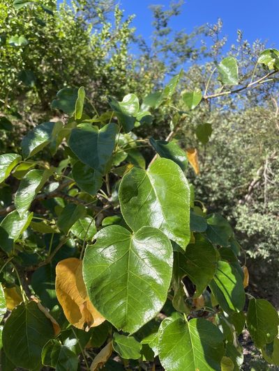 Jatropha vernicosa, photographed by Sula Vanderplank