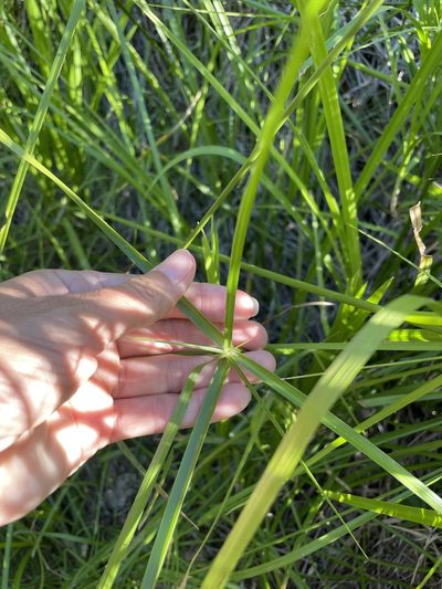 Cyperus dioicus, photographed by Sula Vanderplank