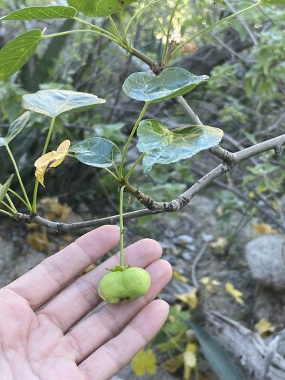 Jatropha vernicosa, photographed by Sula Vanderplank