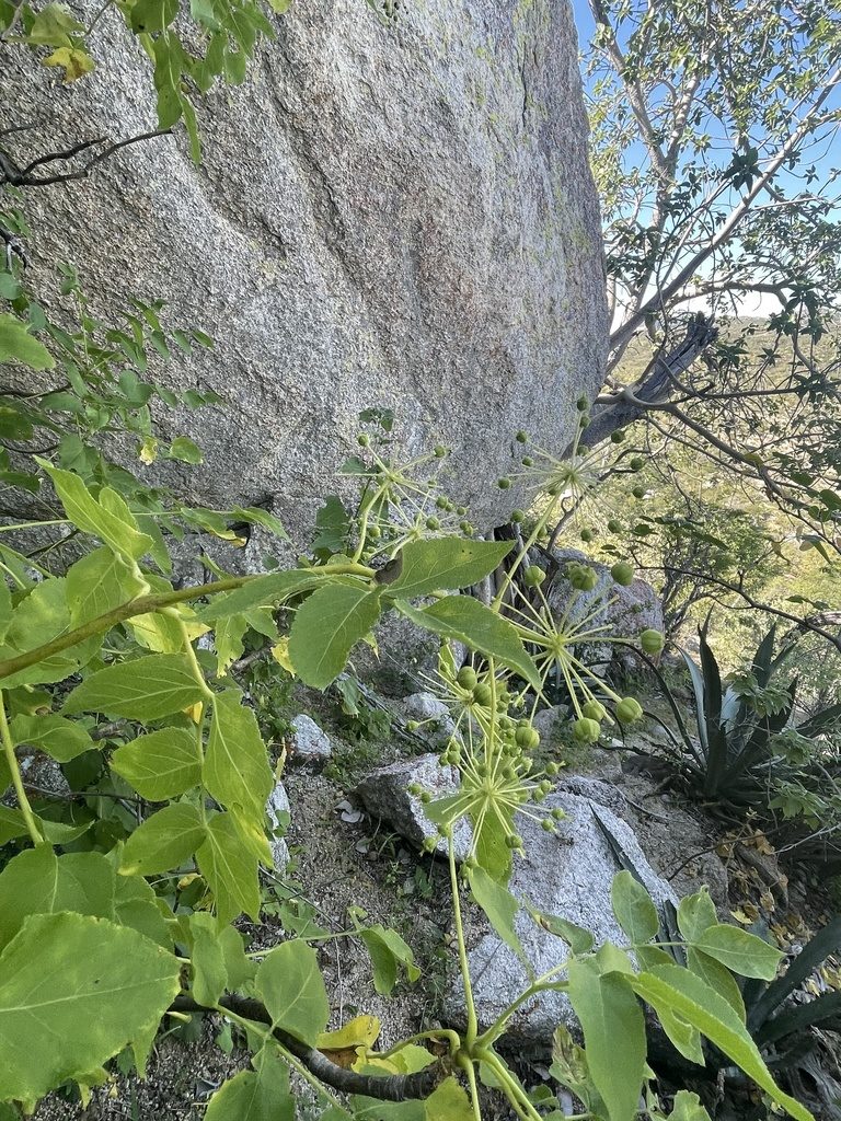 Aralia scopulorum, photographed by Sula Vanderplank