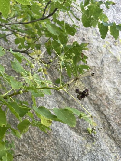 Aralia scopulorum, photographed by Sula Vanderplank