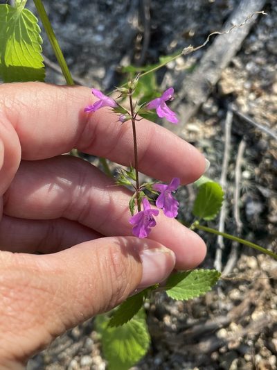 Stachys tenerrima, photographed by Sula Vanderplank