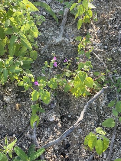 Stachys tenerrima, photographed by Sula Vanderplank