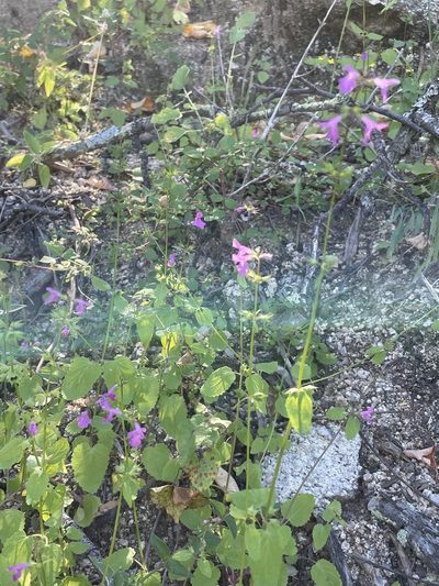 Stachys tenerrima, photographed by Sula Vanderplank