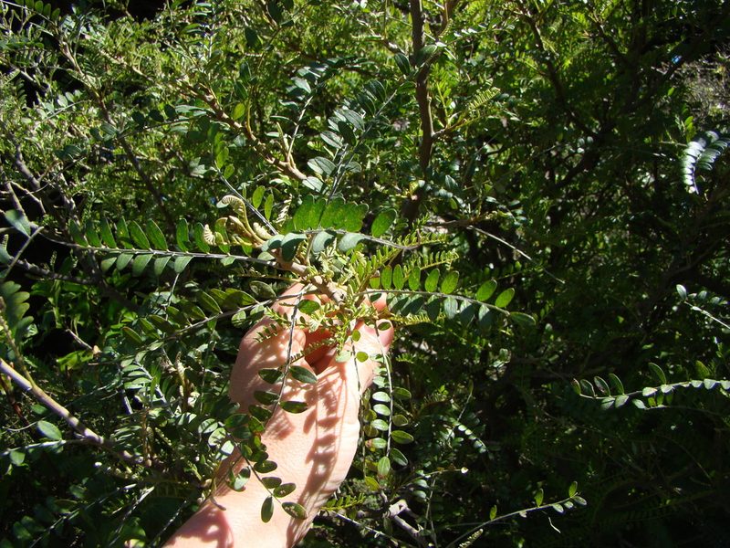 Sophora tetraptera, photographed by Lisa Bennett