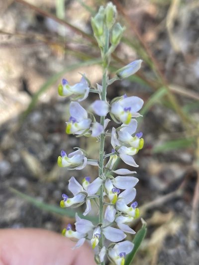 Polygala magdalenae, photographed by Sula Vanderplank