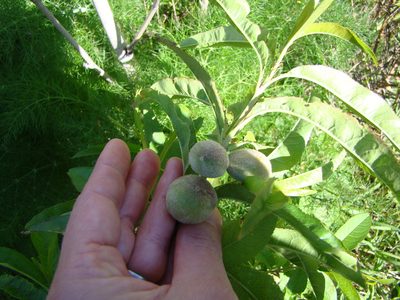 Prunus persica, photographed by Lisa Bennett