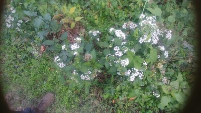Ageratina altissima, photographed by Ira Gershenhorn