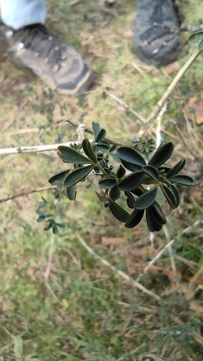 Adenocarpus complicatus, photographed by Daniel Heras González
