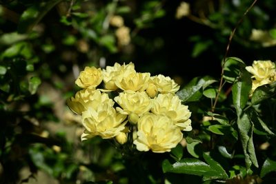 Rosa banksiae, photographed by Max Tweddell