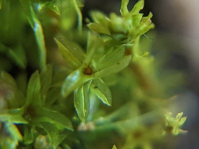 Leptodontium flexifolium, photographed by Dan Wrench