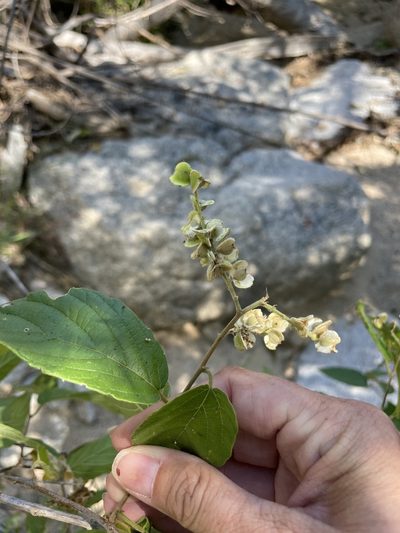 Gouania rosei, photographed by Sula Vanderplank