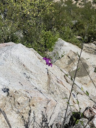 Asemeia apopetala, photographed by Sula Vanderplank