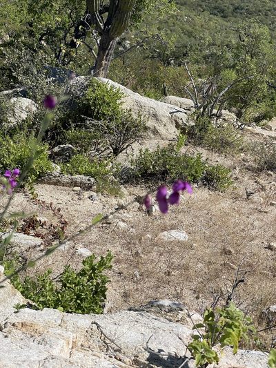 Asemeia apopetala, photographed by Sula Vanderplank