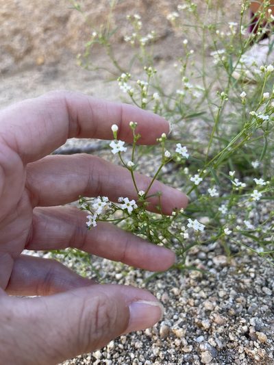 Stenotis arenaria, photographed by Sula Vanderplank