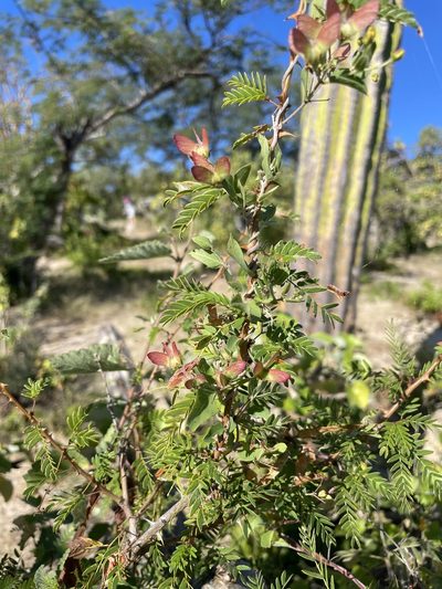 Cottsia californica, photographed by Sula Vanderplank