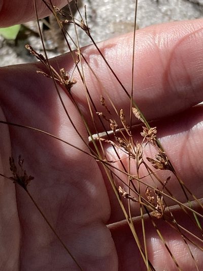 Bulbostylis ciliatifolia, photographed by Jade Fortnash