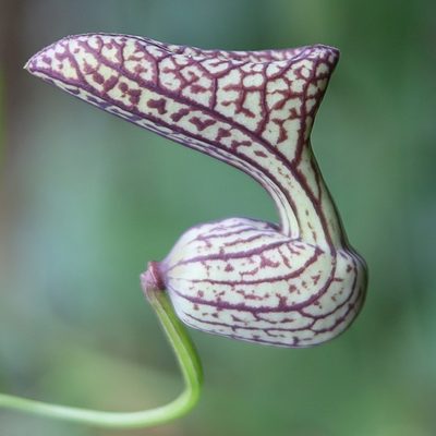 Aristolochia triangularis, photographed by Frank Thomas Sautter