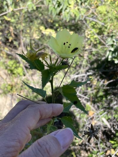Hibiscus ribifolius, photographed by Sula Vanderplank