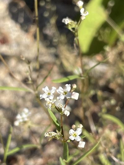 Stenotis arenaria, photographed by Sula Vanderplank