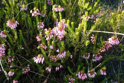 Erica multiflora, photographed by Julien Renoult
