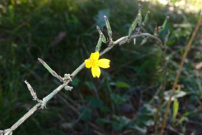 Lactuca viminea, photographed by Julien Renoult