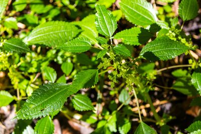 Pilea pumila, photographed by Melissa McMasters