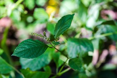 Achyranthes bidentata, photographed by Melissa McMasters