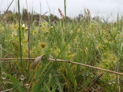 Drosera hookeri, photographed by Cowirrie