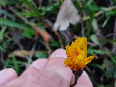 Scorzoneroides autumnalis, photographed by Ivan Celikov