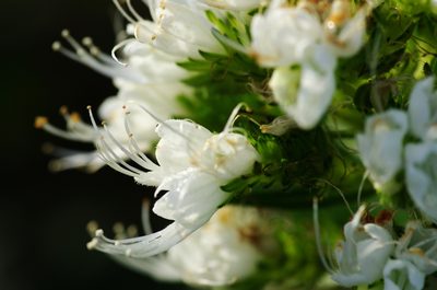 Echium giganteum, photographed by gwynmwilliams