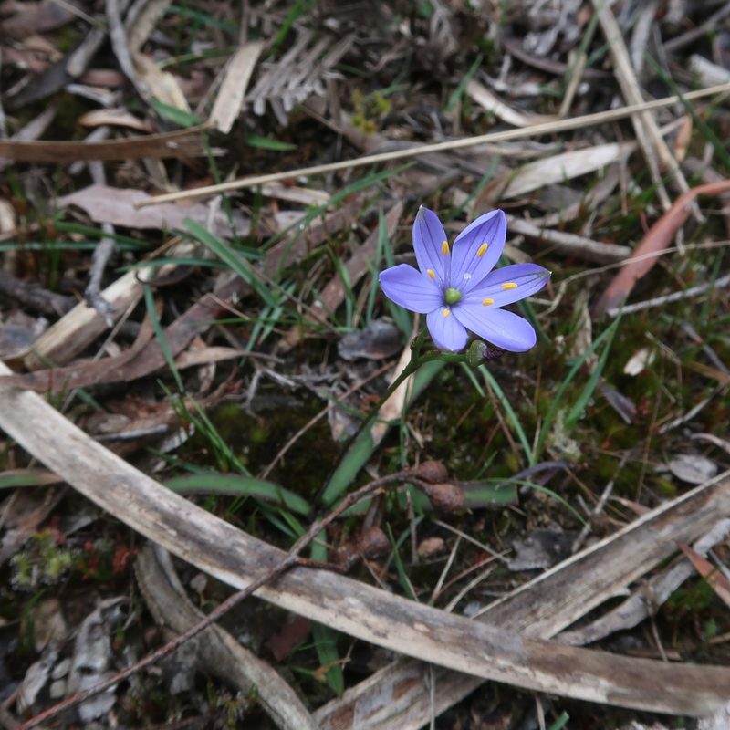 Chamaescilla corymbosa, photographed by Cowirrie