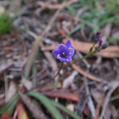 Chamaescilla corymbosa, photographed by Cowirrie