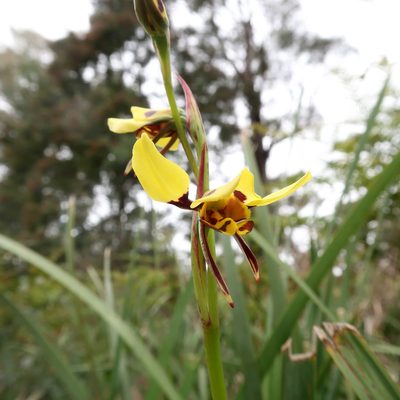 Diuris sulphurea, photographed by Cowirrie