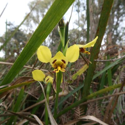 Diuris sulphurea, photographed by Cowirrie