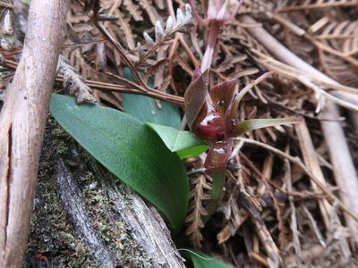 Chiloglottis triceratops, photographed by Cowirrie