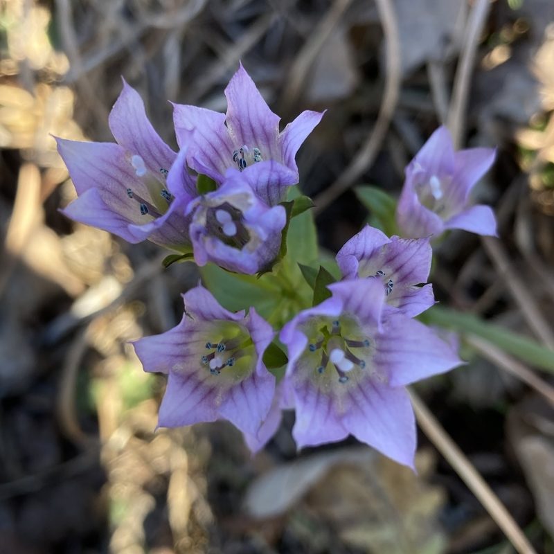 Gentianella quinquefolia, photographed by Christopher Zacharias