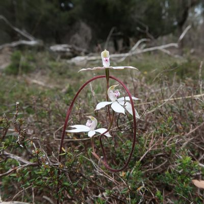Caladenia gracilis, photographed by Cowirrie
