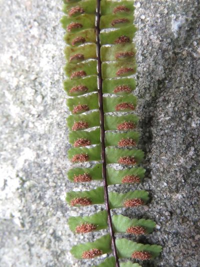 Asplenium monanthes, photographed by Juan Carlos Caicedo Hernández