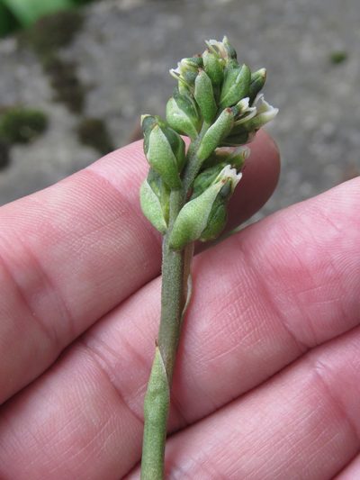 Cyclopogon elatus, photographed by Juan Carlos Caicedo Hernández