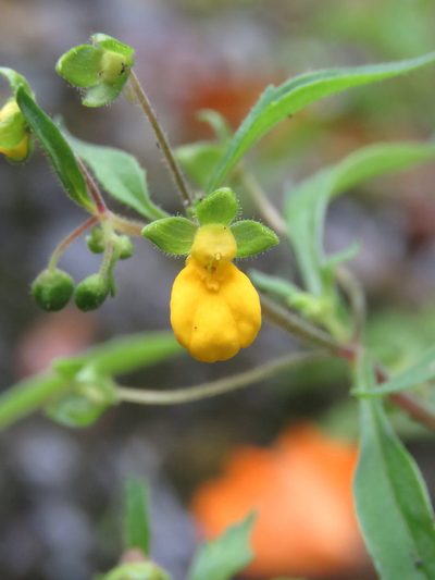 Calceolaria mexicana, photographed by Juan Carlos Caicedo Hernández