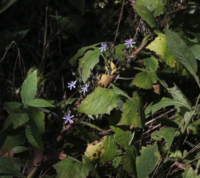 Lactuca floridana, photographed by Even Dankowicz