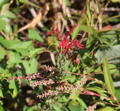 Lobelia cardinalis, photographed by Even Dankowicz